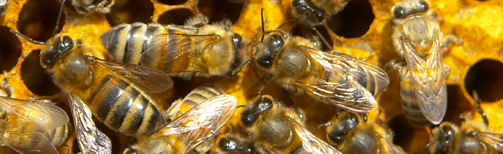 Bee Control - Bees picture