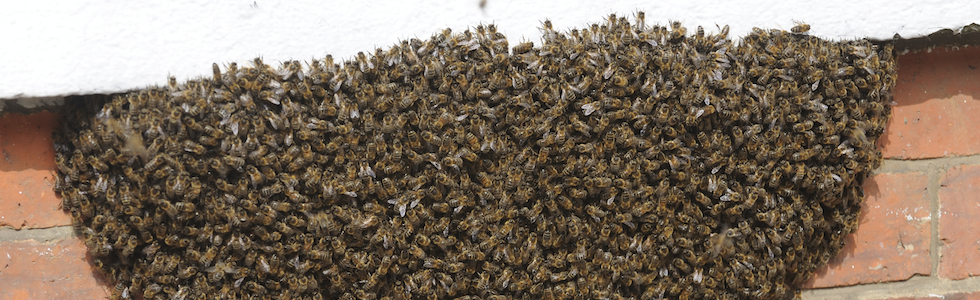 Bee Control - Bees on Bricks picture