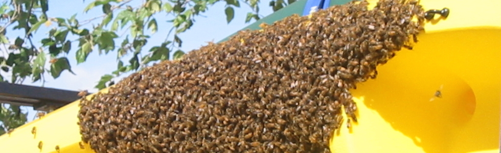 Bee Control - Bees on Roof picture